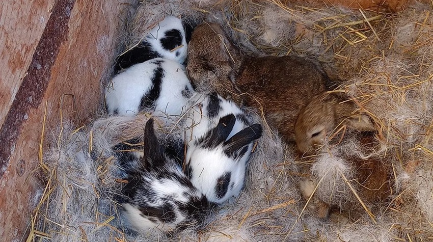 OTKRIJTE ČARI DEDA SIMINOG RANČA