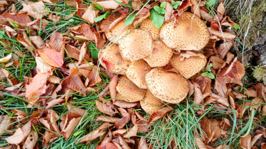 GRMAČA - RIJETKA GLJIVA U ŠUMAMA ROGATICE