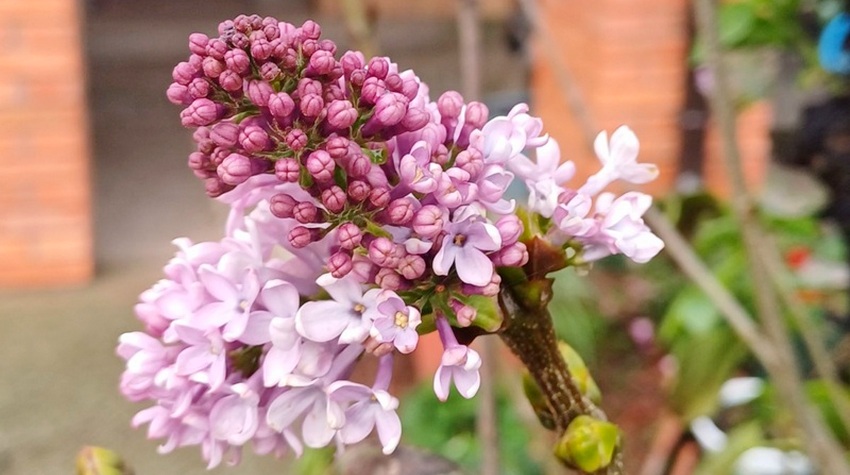 LILAC BLOOMS IN SEMBERIJA – IN THE MIDDLE OF AUTUMN
