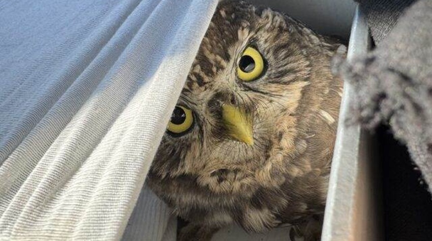 FROM A SMALL OWL TO A LIFE-SAVING CHANGE: MAKING THE BANJA LUKA CAMPUS SAFER FOR BIRDS