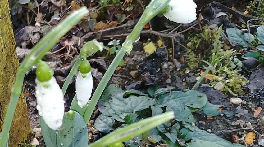 STIGLI PRVI VJESNICI PROLJEĆA U NOVOM GRADU