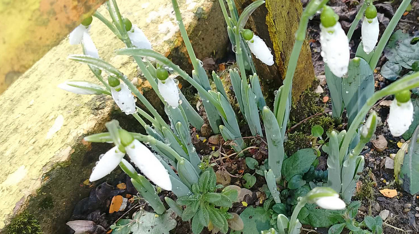 STIGLI PRVI VJESNICI PROLJEĆA U NOVOM GRADU