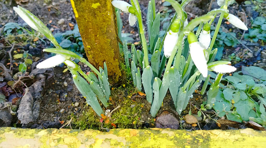 STIGLI PRVI VJESNICI PROLJEĆA U NOVOM GRADU