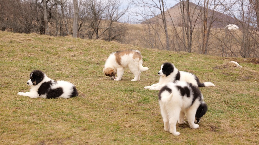 TORNJAK FROM MANJAČA: STRENGTH, ELEGANCE, AND TRADITION