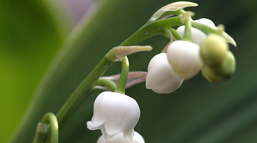 LET US PRESERVE OUR NATURAL GEMS AND WILD PLANTS