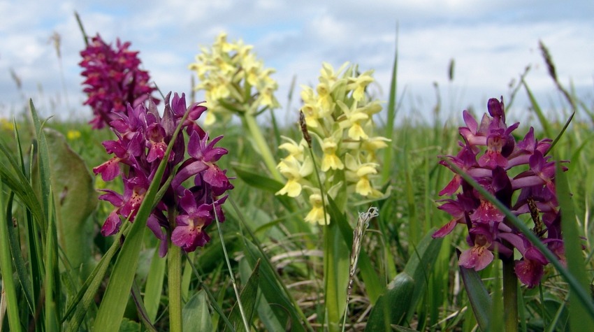 LET US PRESERVE OUR NATURAL GEMS AND WILD PLANTS