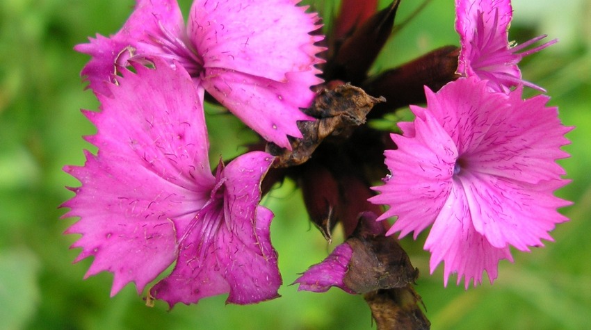 LET US PRESERVE OUR NATURAL GEMS AND WILD PLANTS