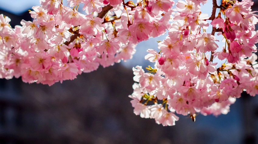 BANJA LUKA SOON IN ITS MOST BEAUTIFUL SPRING LOOK (PHOTOS)