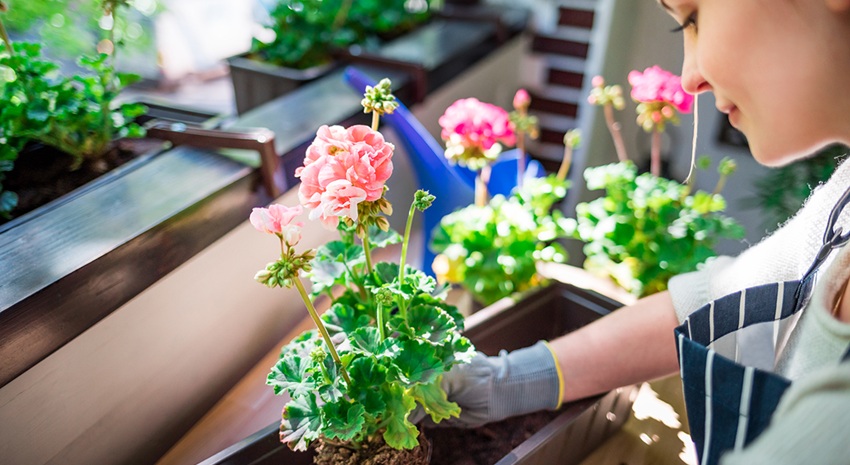 HOW TO CHOOSE SPRING FLOWERS FOR YOUR GARDEN: THE MOST POPULAR VARIETIES