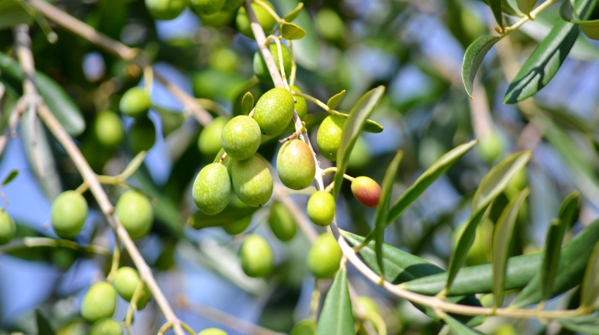 OLEO TURIZAM POSTOJA SVE PRISUTNIJI