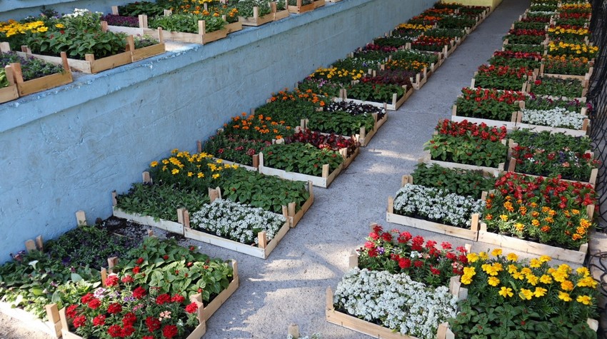 ZA LJEPŠI DOBOJ: PODIJELJENO VIŠE OD 12.000 SADNICA CVIJEĆA