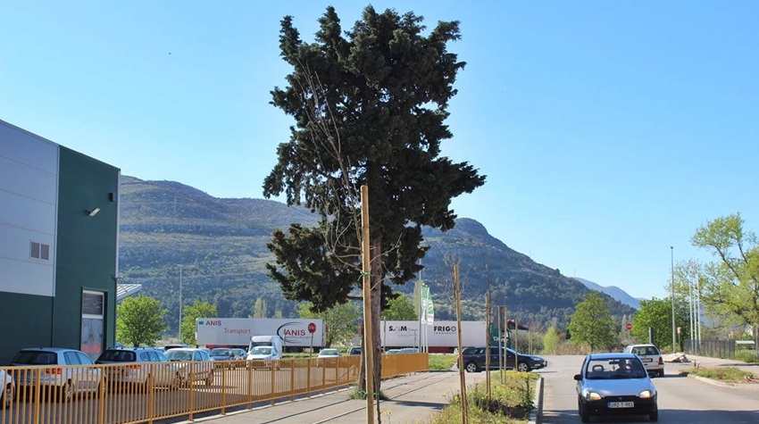GREEN OFFENSIVE IN TREBINJE: HUNDREDS OF TREES PLANTED ACROSS THE CITY