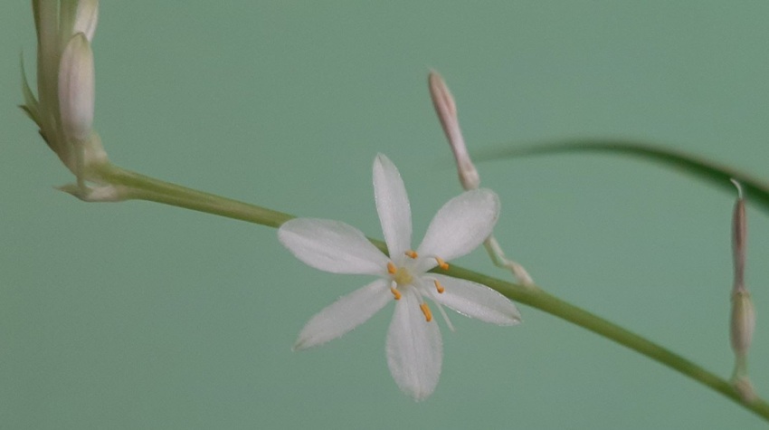 TAJNA SIMBOLA U FOČI: CVIJET ŽIVOTA NA CRKVI SVETOG NIKOLE