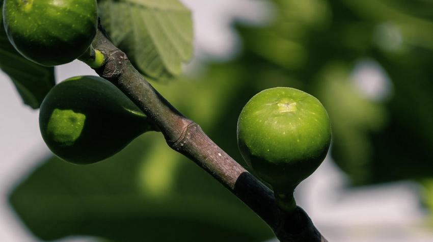 WHY FIG TREES SHOULD NOT BE PLANTED NEAR THE HOUSE