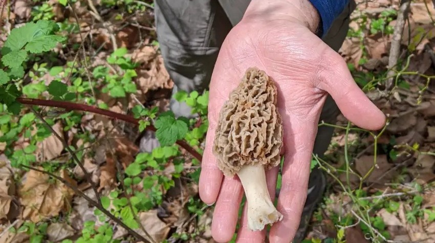 WHERE TO FIND MOREL MUSHROOMS AND HOW MUCH YOU CAN EARN FROM THEM