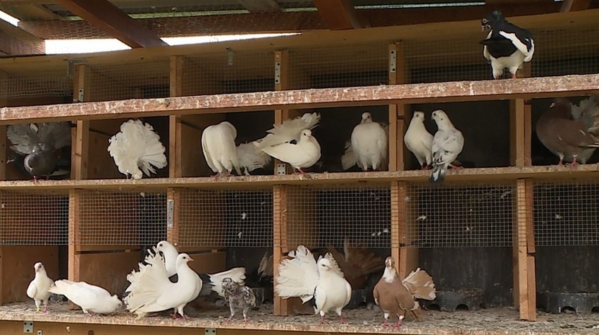 UGLJEVIČANIN SE VRATIO IZ ŠVAJCARSKE DA UŽIVA SA GOLUBOVIMA U ZAVIČAJU