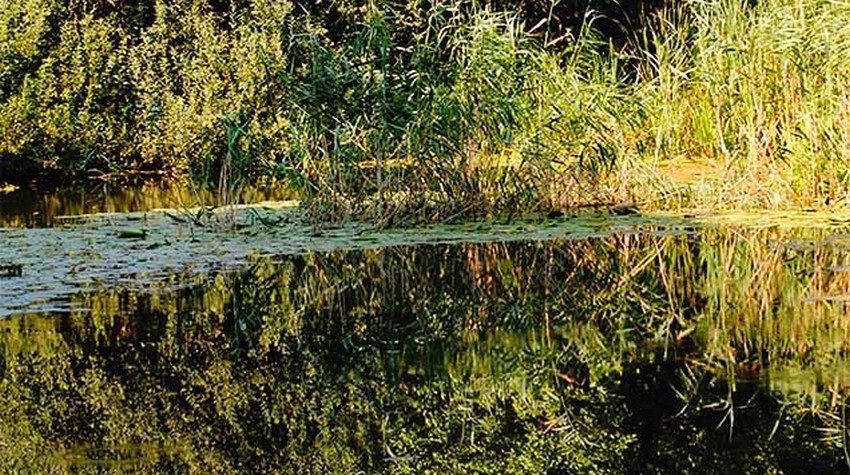 A SWAMP IN SRPSKA IS HOME TO A 450-MILLION-YEAR-OLD FISH