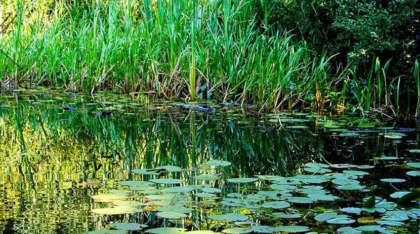 A SWAMP IN SRPSKA IS HOME TO A 450-MILLION-YEAR-OLD FISH