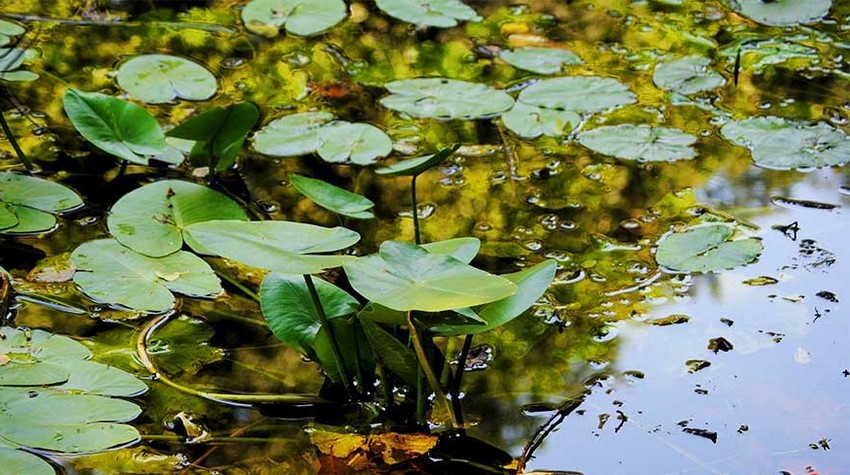 A SWAMP IN SRPSKA IS HOME TO A 450-MILLION-YEAR-OLD FISH