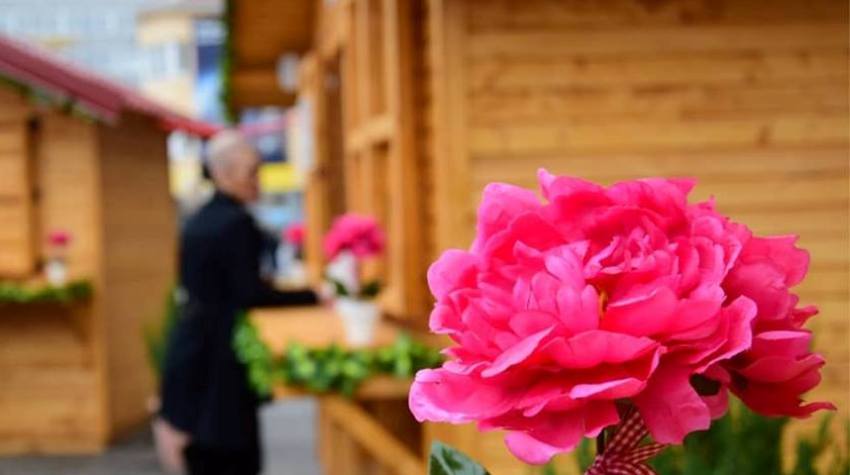 U GRADU NA VRBASU ZASJALA BAŠTA SLJEZOVE BOJE