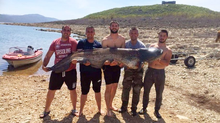 IZ BILEĆKOG JEZERA IZVUČEN SOM OD 85 KG