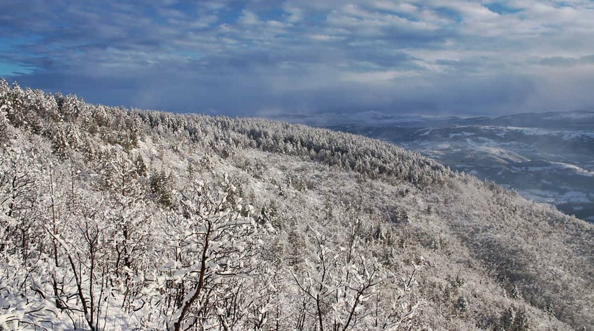 UDAHNITE ČISTOTU BOROVICE