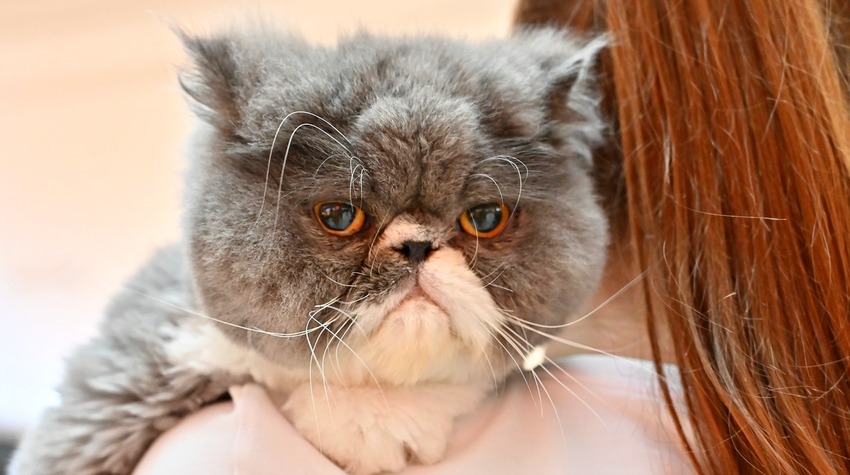 MAČIJI DEFILE U DELTA PLANETU