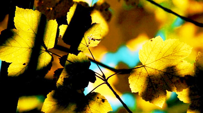 BOJE JESENI U ŠIPOVU  (VIDEO)