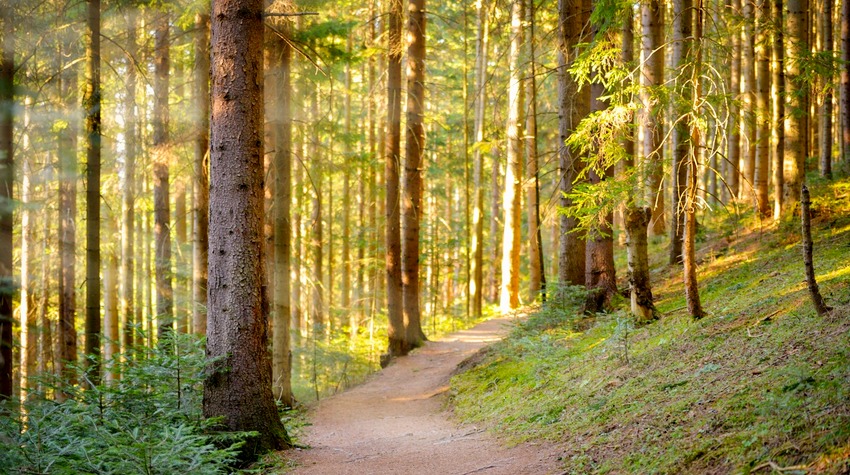 GOLI KORAN: PRIRODNI BISER I VELIKI POTENCIJAL PALA (VIDEO)