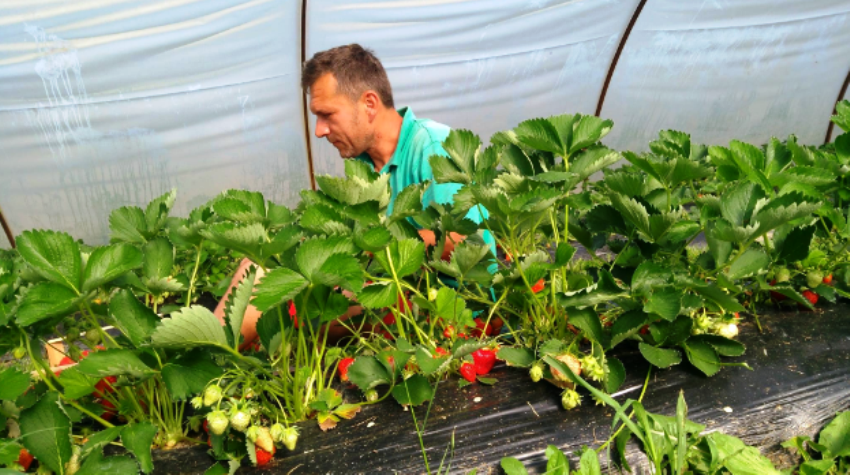 NEOBIČNA PRODAVNICA ORGANSKE HRANE - KUPCI BERU ŠTA ŽELE KUPITI