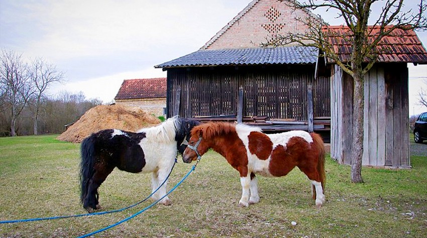 ŠETLANDSKI PONIJI UŽIVAJU U LIJEVČU POLJU