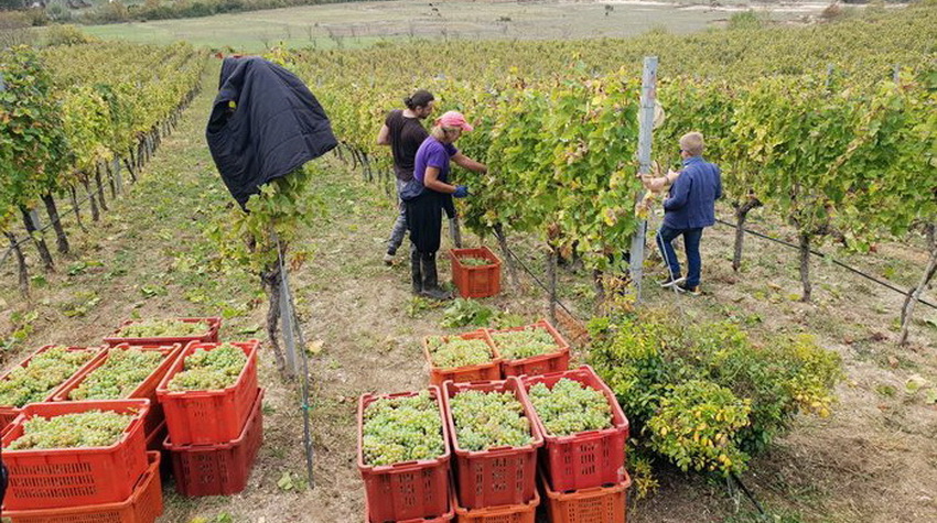 DOMAĆI VINOGRADARI OČEKUJU ZAŠTITU U NOVOM ZAKONU