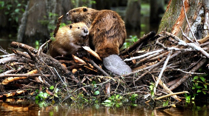 SOKOČNICA RAJ ZA TURISTE I DABROVE
