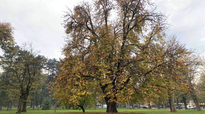 PODRŽI DIVLJI KESTEN IZ PARKA MLADEN STOJANOVIĆ