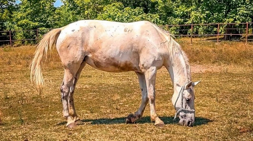 VUČIJAK: ERGELA KOJA JE PROSLAVILA PRNJAVOR
