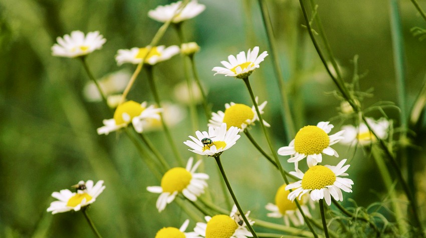 "DANI LJEKOBILJA" NA ROMANIJI