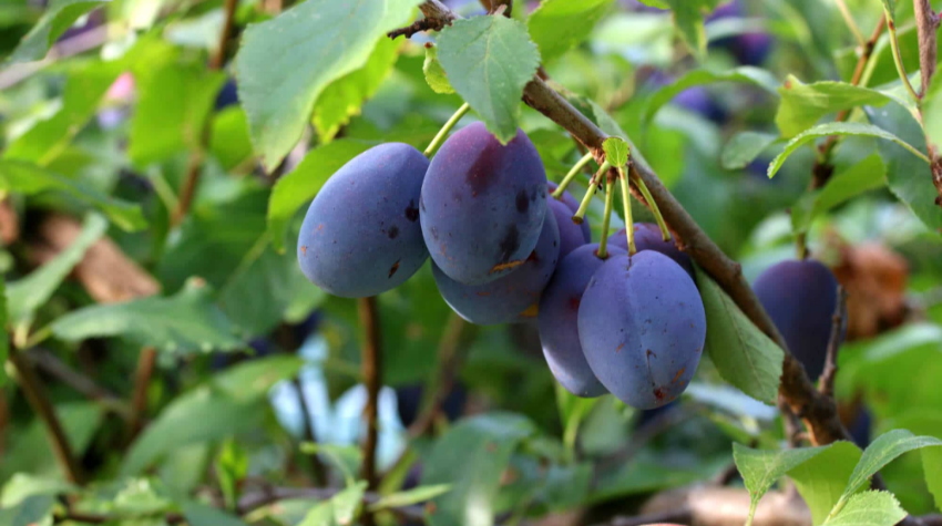 MAJEVIČKA ŠLJIVA NA EVROPSKOM TRŽIŠTU