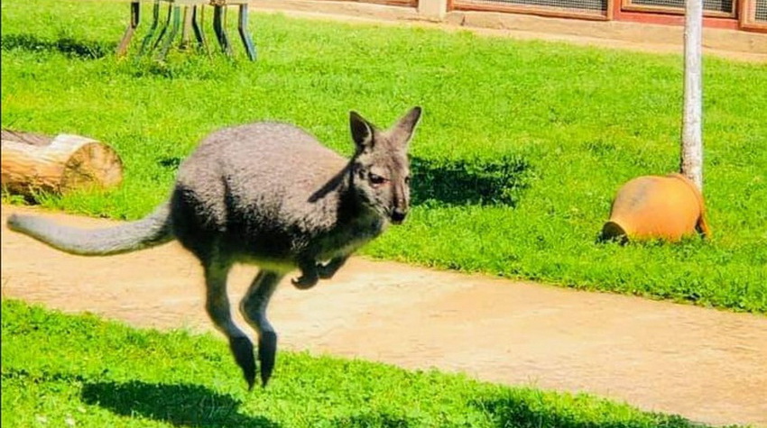 LOCIRAN NAJPOZNATIJI SEMBERSKI BJEGUNAC
