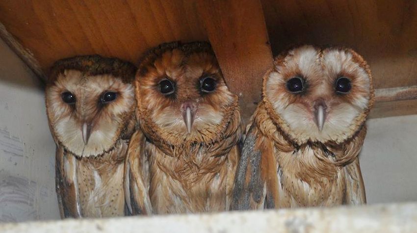 SPASENA MLADUNČAD KUKUVIJE KOJA SU OSTALA BEZ HRANE