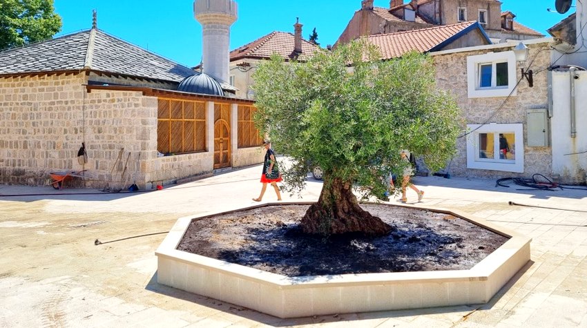 TREBINJSKI STARI GRAD KRASE TRI NOVA STABLA MASLINE