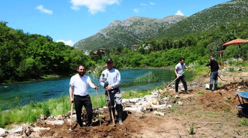 SADNJA VELIKOG MANASTIRSKOG MASLINJAKA