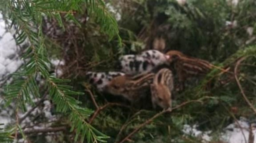 UPOZNAJTE NAJMLAĐE STANOVNIKE NP KOZARA