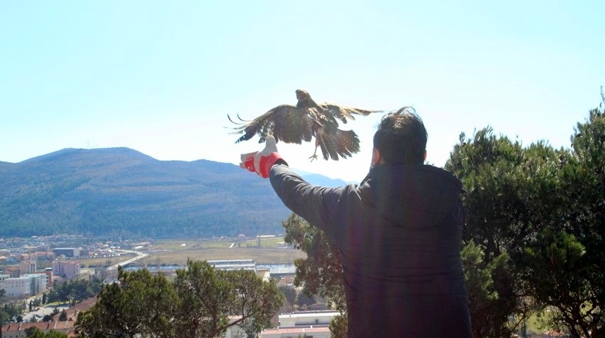 OPORAVLJENI ORAO PUŠTEN U PRIRODU