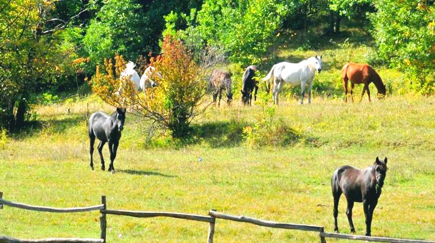 VELENIĆI POSTALI RAJ ARAPSKO BORIČKIM KONJIMA