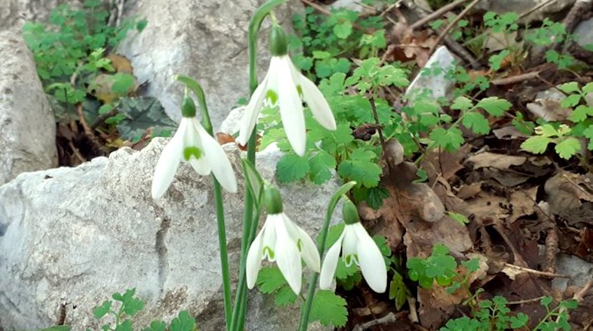 KASNOJESENJE VISIBABE U TREBINJSKOJ ŠUMI
